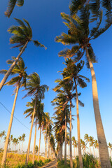 rows of coconut trees in the garden, with blue sky, east java indonesia