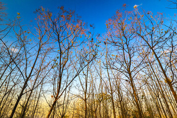 trees in summer against blue sky background, in forest in Indonesia, Java Indonesia