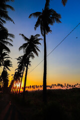 coconut trees in rice fields with sunset in the afternoon, coconut tree plantation, east java indonesia