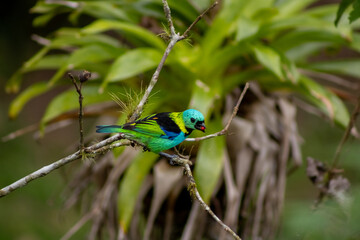 Saíra-sete-cores se alimentando