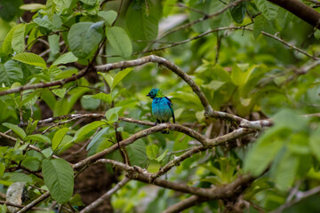 Saíra colorida