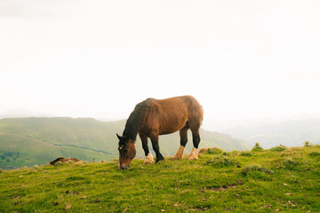 horses in the fields in the Pyrenees