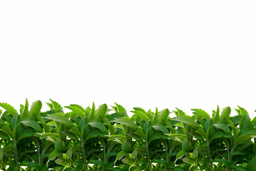 Stevia rebaudiana isolated on white background.Green branches of stevia border. Vegetable...