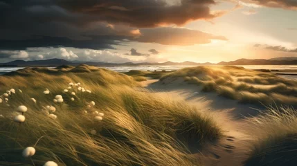 Wall murals North sea, Netherlands Landscape of a prairie with long grass at sunrise.