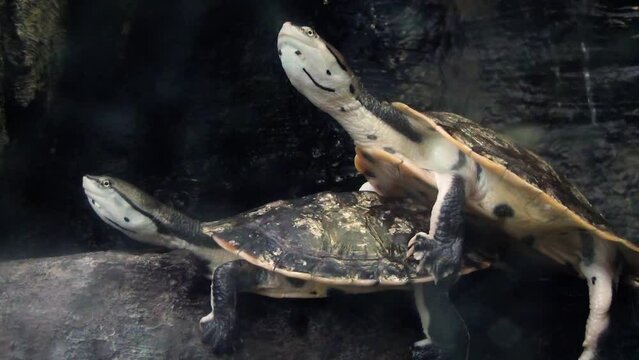 Hilaire&rsquo;s side-necked turtles (Phrynops hilarii) basking on each other