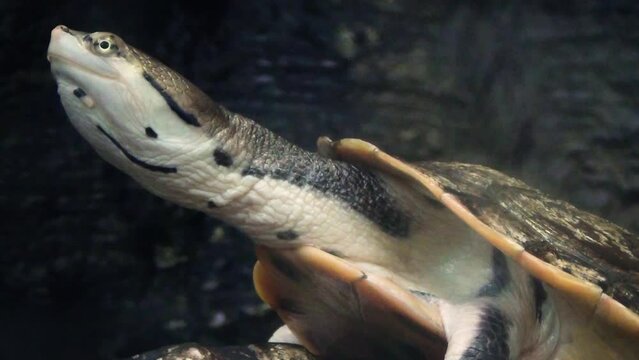 Hilaire&rsquo;s side-necked turtle (Phrynops hilarii) basking, close-up