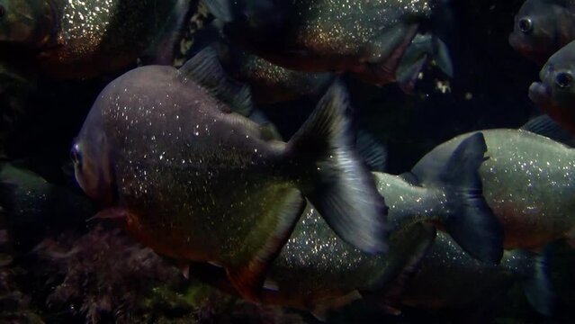 A shoal of red-bellied piranhas (Pygocentrus nattereri) underwater