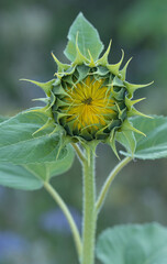 Sonnenblumenknospe 12