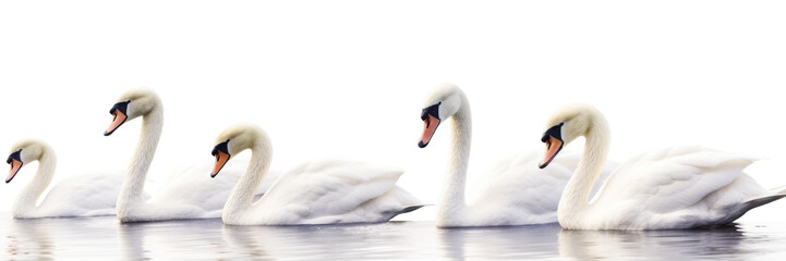 Swan swimming isolated on transparent background - Generative AI