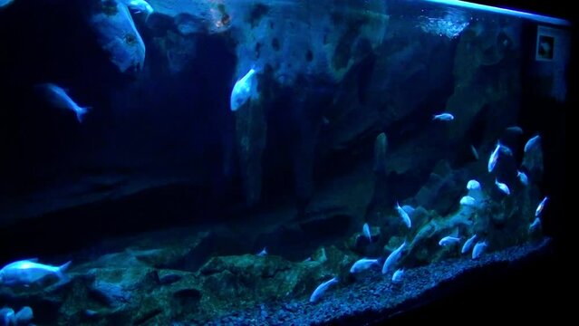 Blind cave fish (Astyanax mexicanus) in aquarium