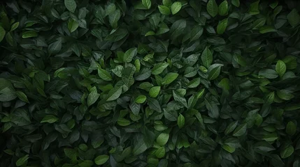 Fotobehang Green Canopy: Forest Floor © Francisco