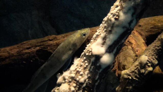 Young zander (Sander lucioperca) underwater, freshwater fungus on a branch