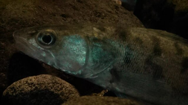 Zander (Sander lucioperca) in dark water, close-up