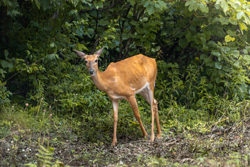 White Tail Deer
