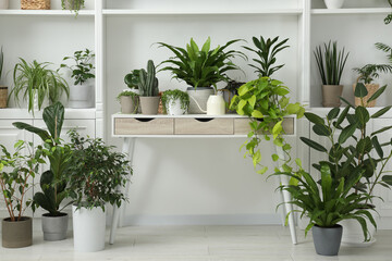Green potted houseplants on table and shelves indoors