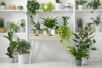 Green potted houseplants on table and shelves indoors