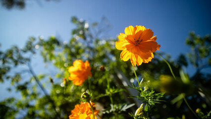 The beautiful cosmos sulphureus flowers are golden yellow