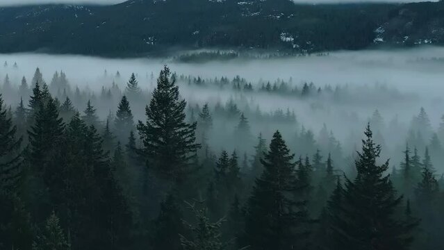 Green Trees in Forest with Fog and Mountains. Winter Sunny Sunrise. Canadian Nature Landscape Background. Near Squamish, British Columbia, Canada. Slow Motion