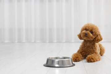 Cute Maltipoo dog near feeding bowl indoors, space for text. Lovely pet