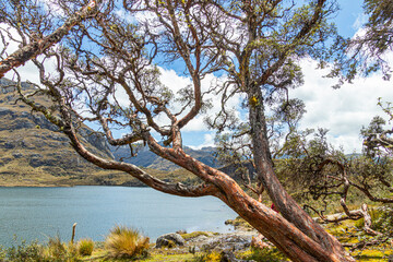 Polylepis tree or Paper tree at the Toreadora lake coast at National Park El Cajas, Andean Highlands, Azuay province, Ecuador.
