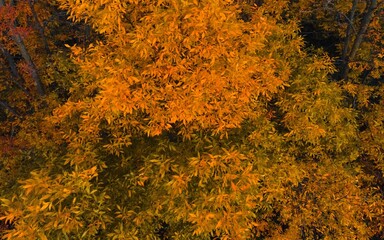 Autumn Wisconsin in USA