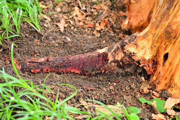 Problem of durian in the garden, tree use treatment for root rot disease ,phytophthora and fusarium fungus ,damages the root system