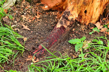 Problem of durian in the garden, tree use treatment for root rot disease ,phytophthora and fusarium...