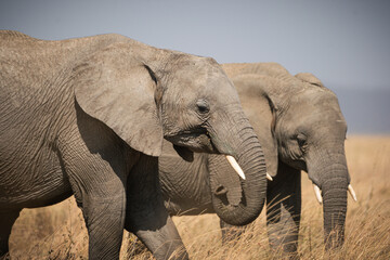 Portrait of african elephants (loxodonta africana) walking through the great savanna of Serengeti National Park, Tanzania