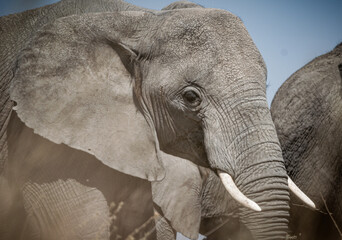 Portrait of african elephants (loxodonta africana) walking through the great savanna of Serengeti...