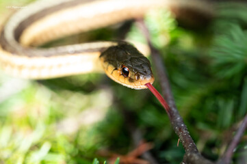 Macro Shot Of  An Eastern Garder Snake In Ontario Canada 