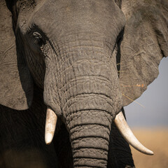 Portrait of african elephants (loxodonta africana) walking through the great savanna of Serengeti...