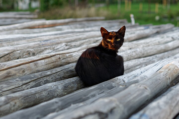 Bezdomny kot siedzący na drewnianych tyczkach.