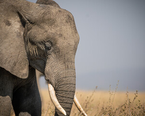 Portrait of african elephants (loxodonta africana) walking through the great savanna of Serengeti...