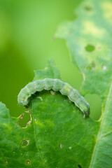 closeup of a green caterpillar on vegetable leaf.
