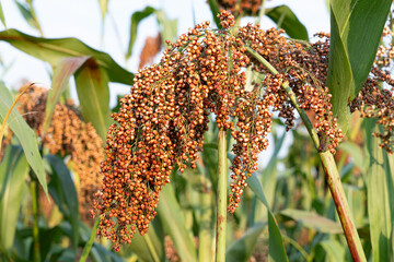 Obraz premium Harvest sorghum plant, Agriculture field of sorghum.