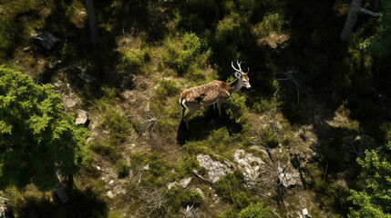 Naklejka premium Aerial close-up of a clearing in the forest, with a lone deer grazing