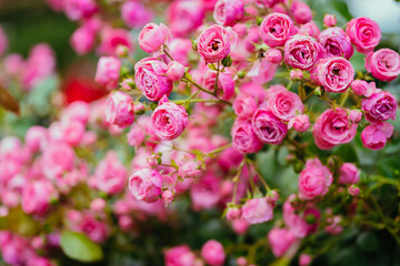 ピンク色に咲く公園のバラ
