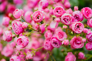 ピンク色に咲く公園のバラ