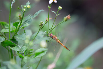 Dragonfly on a plant in the garden, closeup of photo
