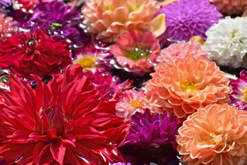 ダリア　由志園　島根