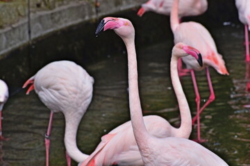 フラミンゴ　安佐動物公園　広島