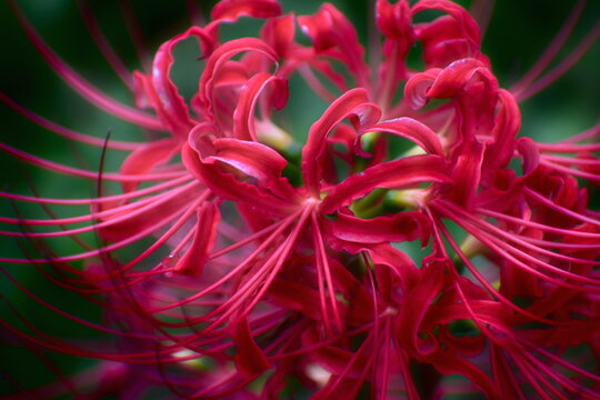 曼殊沙華.曼珠沙華」の写真素材 | 5,719件の無料イラスト画像 | Adobe