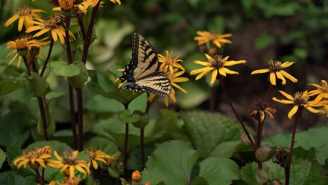 Copy space footage of the striped swallowtail butterfly calmly getting nectar from yellow flowers of a garden Bigleaf Ligularia plant in late afternoon.