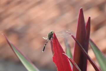 red plant infested with a green dragonfly - Powered by Adobe