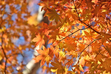 紅葉　佛通寺　広島