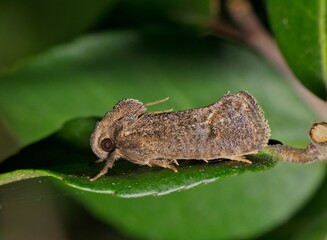 Texas grass tubeworm moth (Acrolophus texanella) on a leaf at night in Houston, TX side view. Found in South Eastern USA.