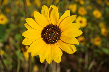 Sunflower blooms in Flagstaff, Arizona
