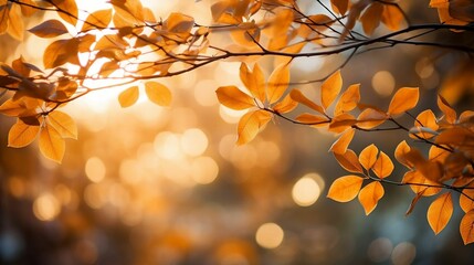 Sunlight filtering through golden tree branches
