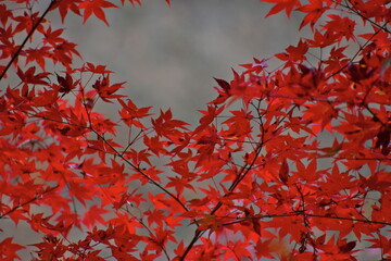 紅葉　奥津渓　岡山