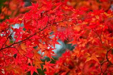 紅葉　奥津渓　岡山